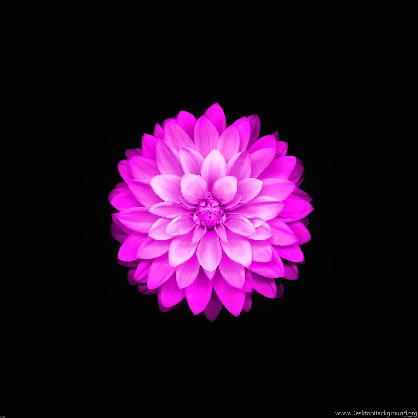 iOS Flower Wallpapers Wallpaper Cave
