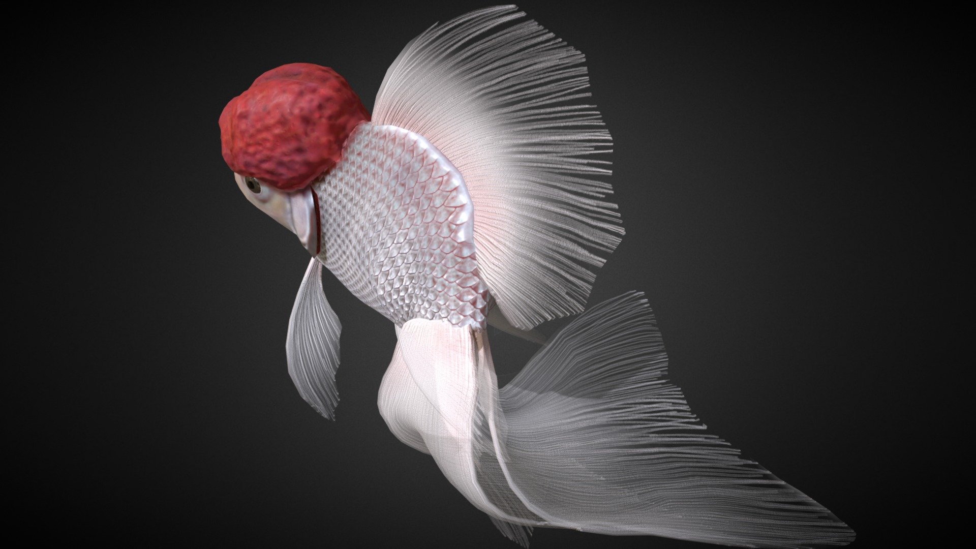 Oranda Wallpapers - Wallpaper Cave