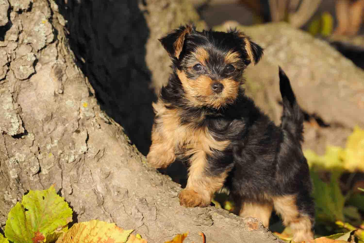 Yorkie Dog Wallpapers Wallpaper Cave