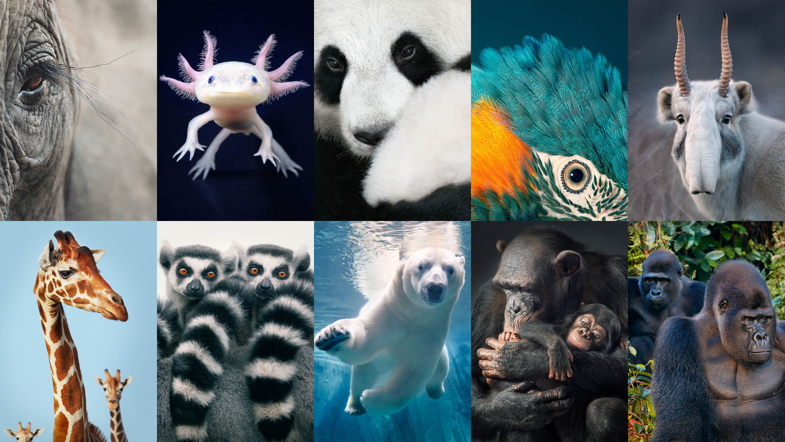 Endangered Animals Wallpapers Wallpaper Cave