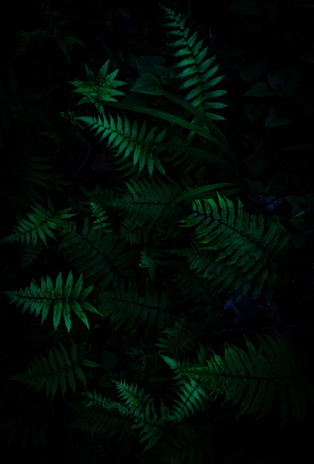 Dark Green Forest Wallpapers Wallpaper Cave