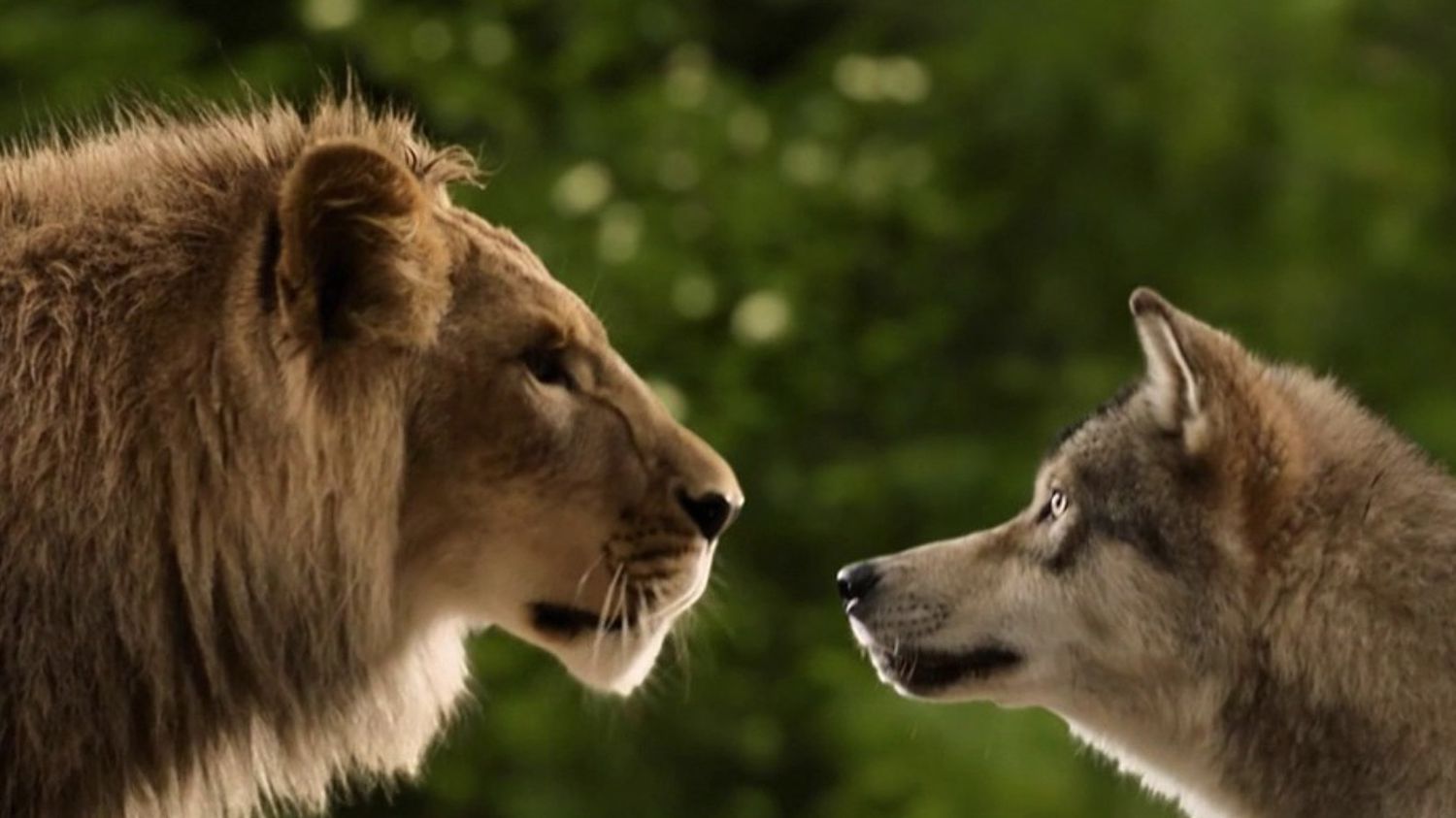 Lion Vs Wolves