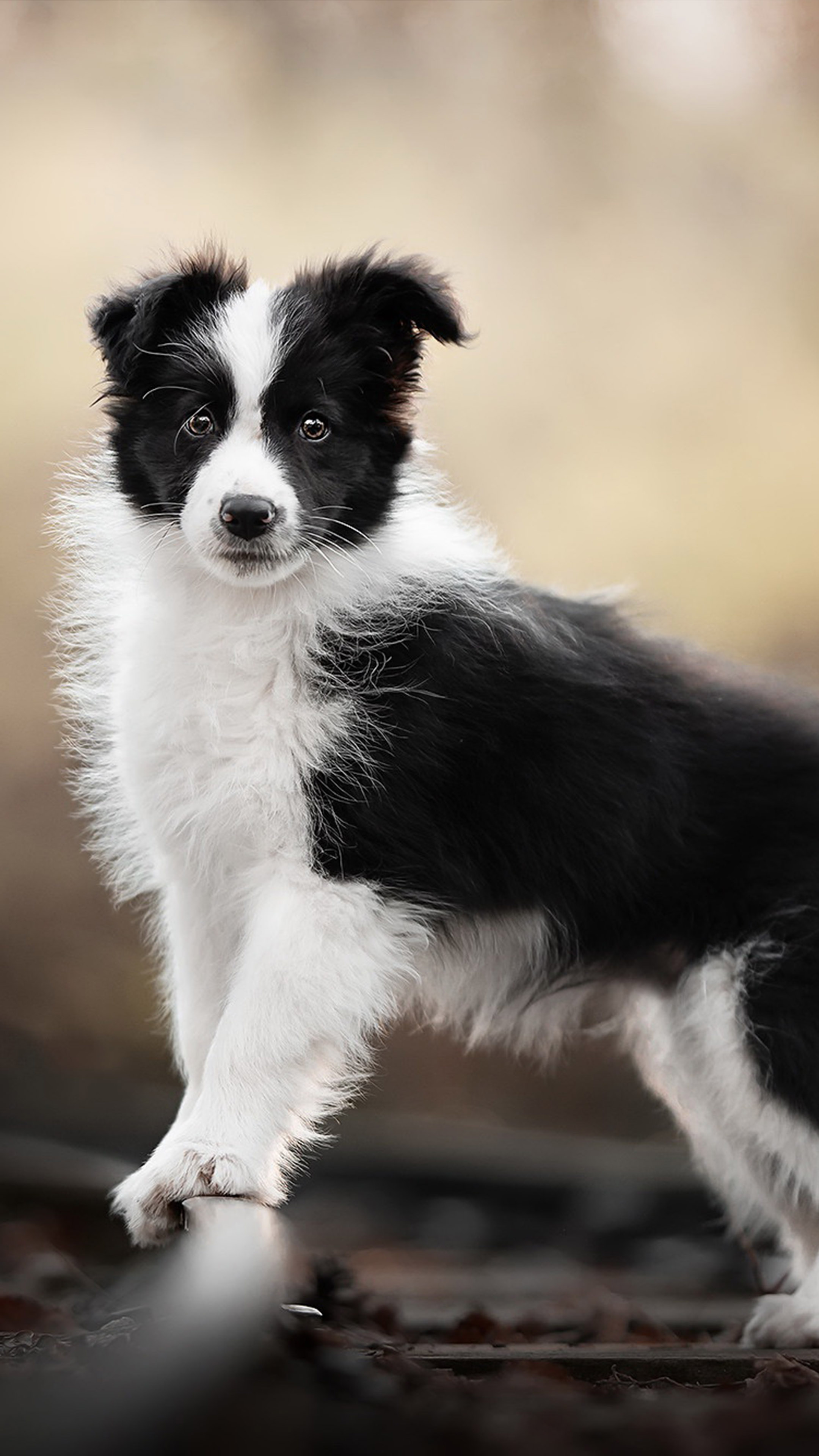 Border Collie Puppy Wallpapers Wallpaper Cave