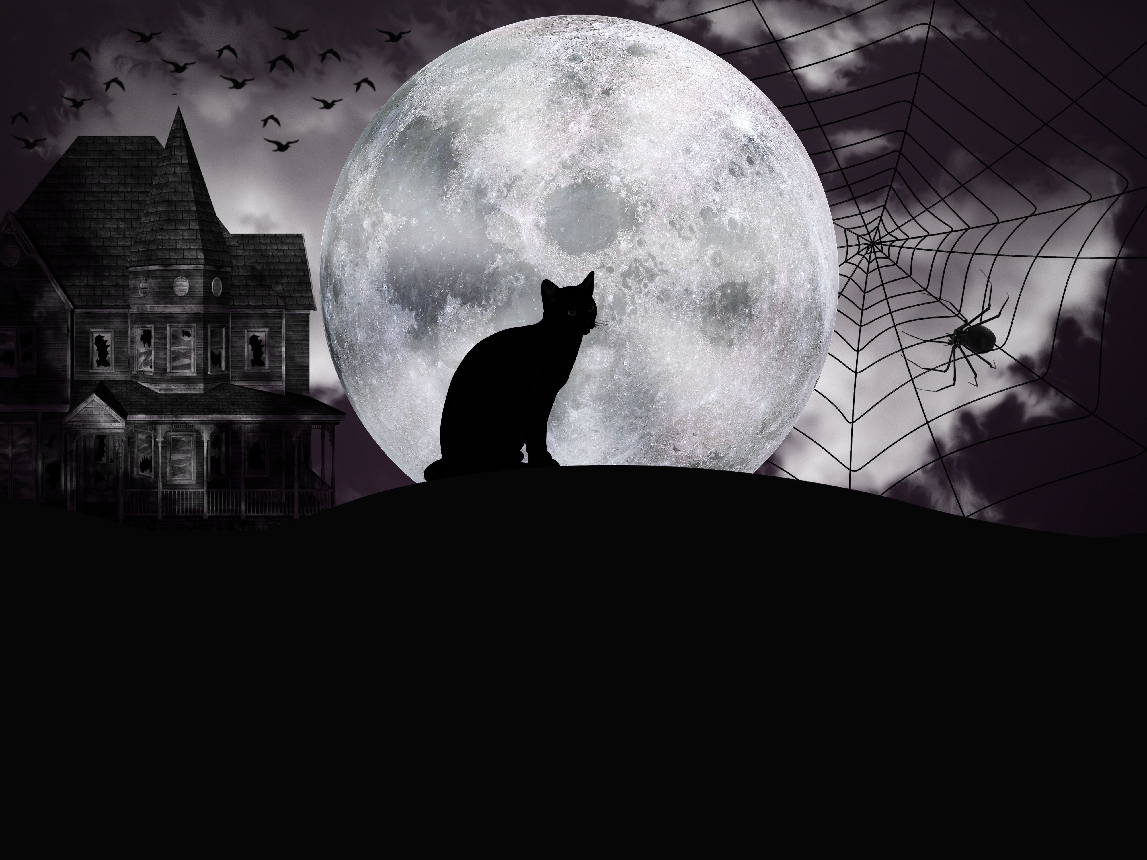 Cat And Moon Wallpapers Wallpaper Cave