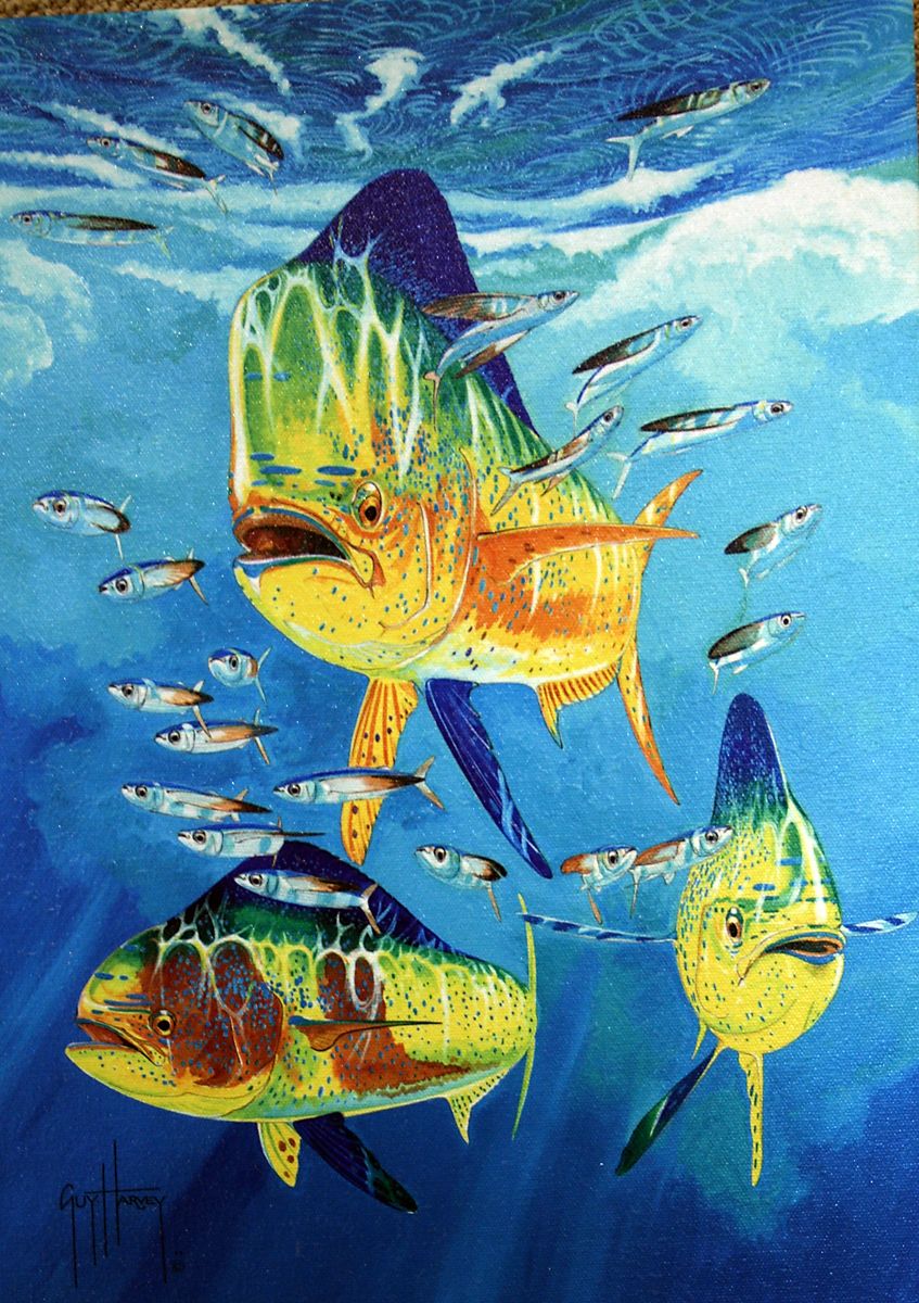 Guy Harvey Wallpapers Wallpaper Cave