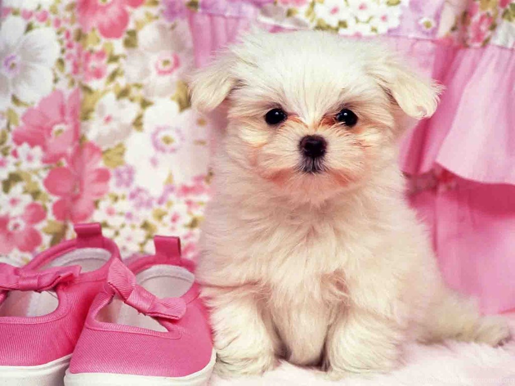 Kitten And Puppy Pink Wallpapers Wallpaper Cave