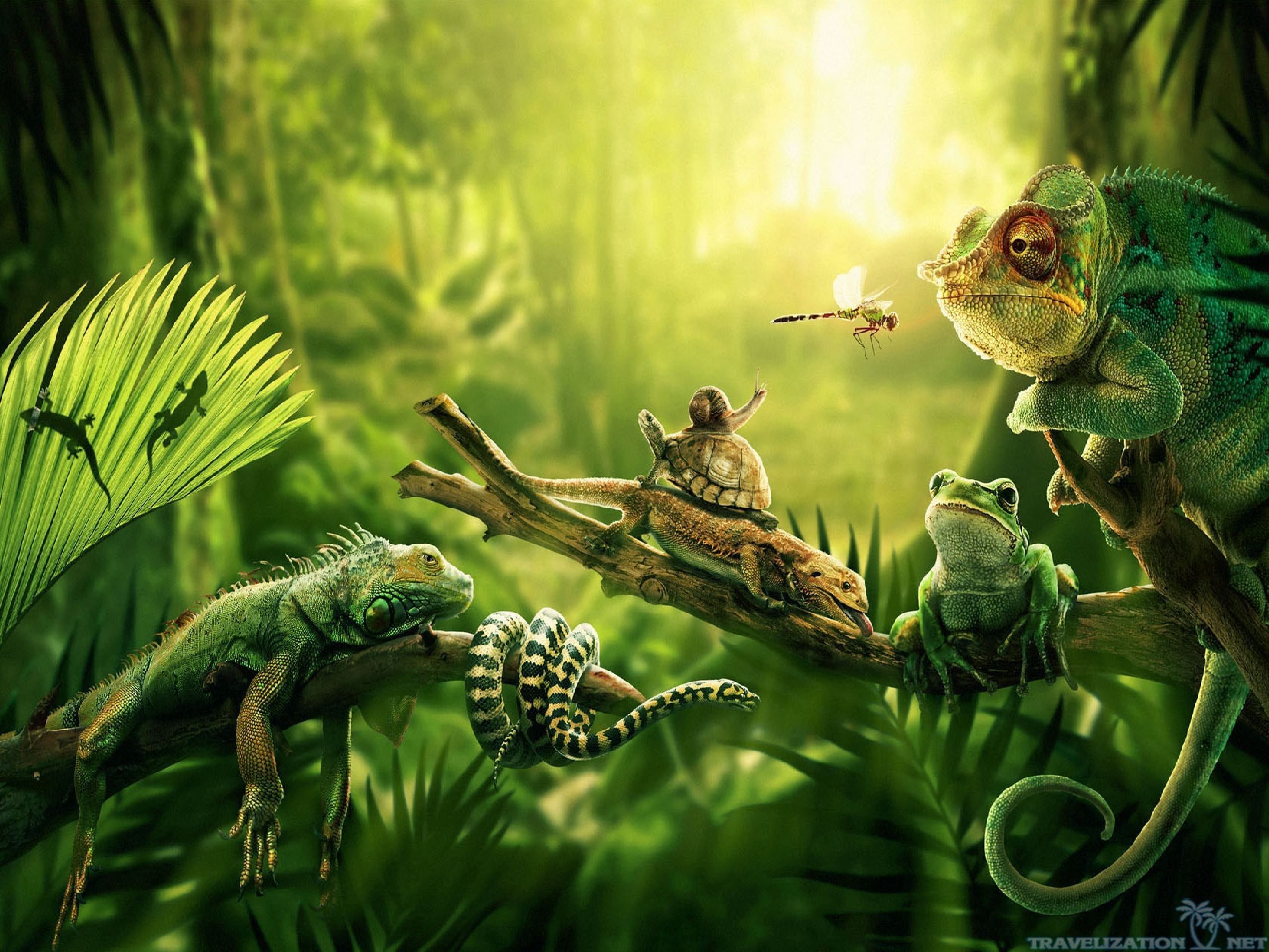Rainforest Animals Wallpapers Wallpaper Cave