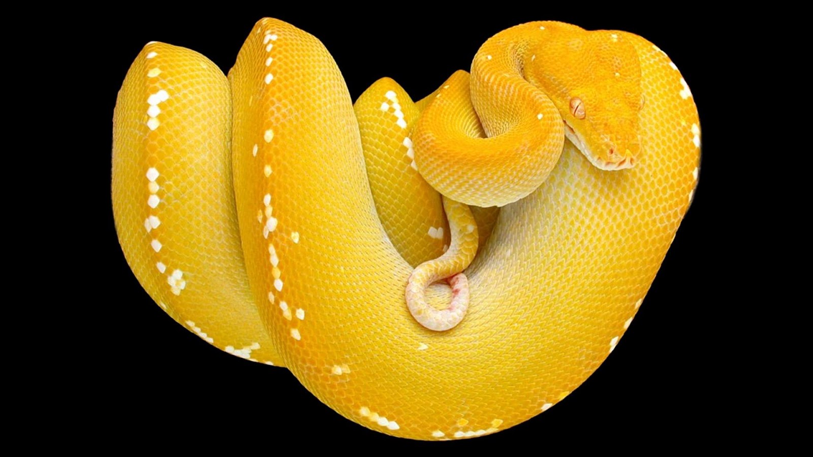 Yellow Snake Wallpapers Wallpaper Cave