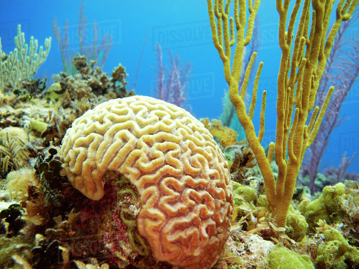 Brain Coral Wallpapers Wallpaper Cave