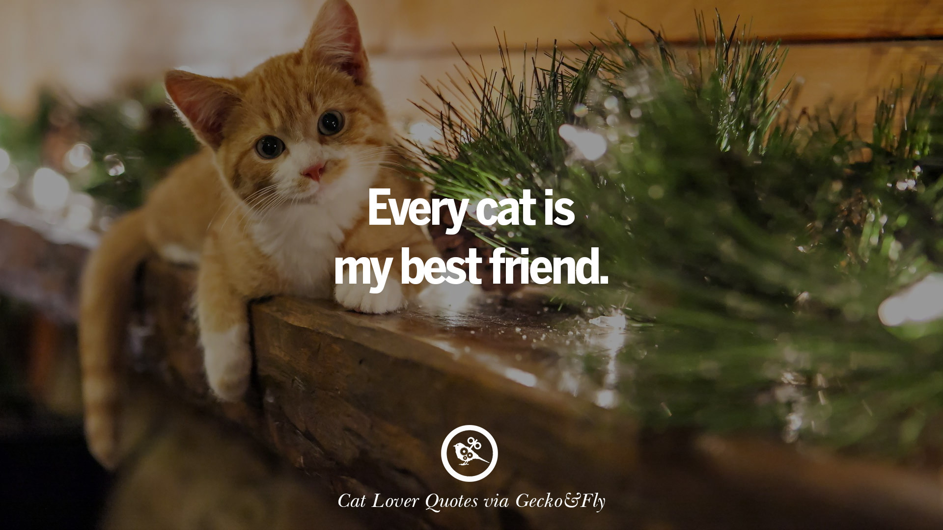 Cat Quotes Wallpapers Wallpaper Cave