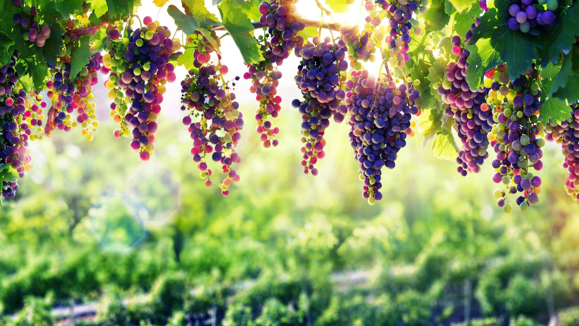 Fruit Farm Wallpapers Wallpaper Cave