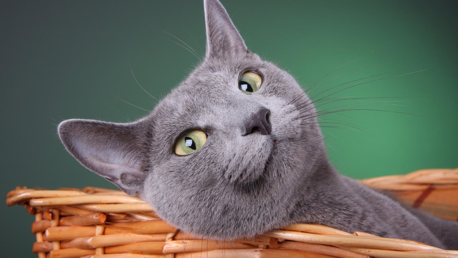 Russian Blue Cat Wallpapers Wallpaper Cave