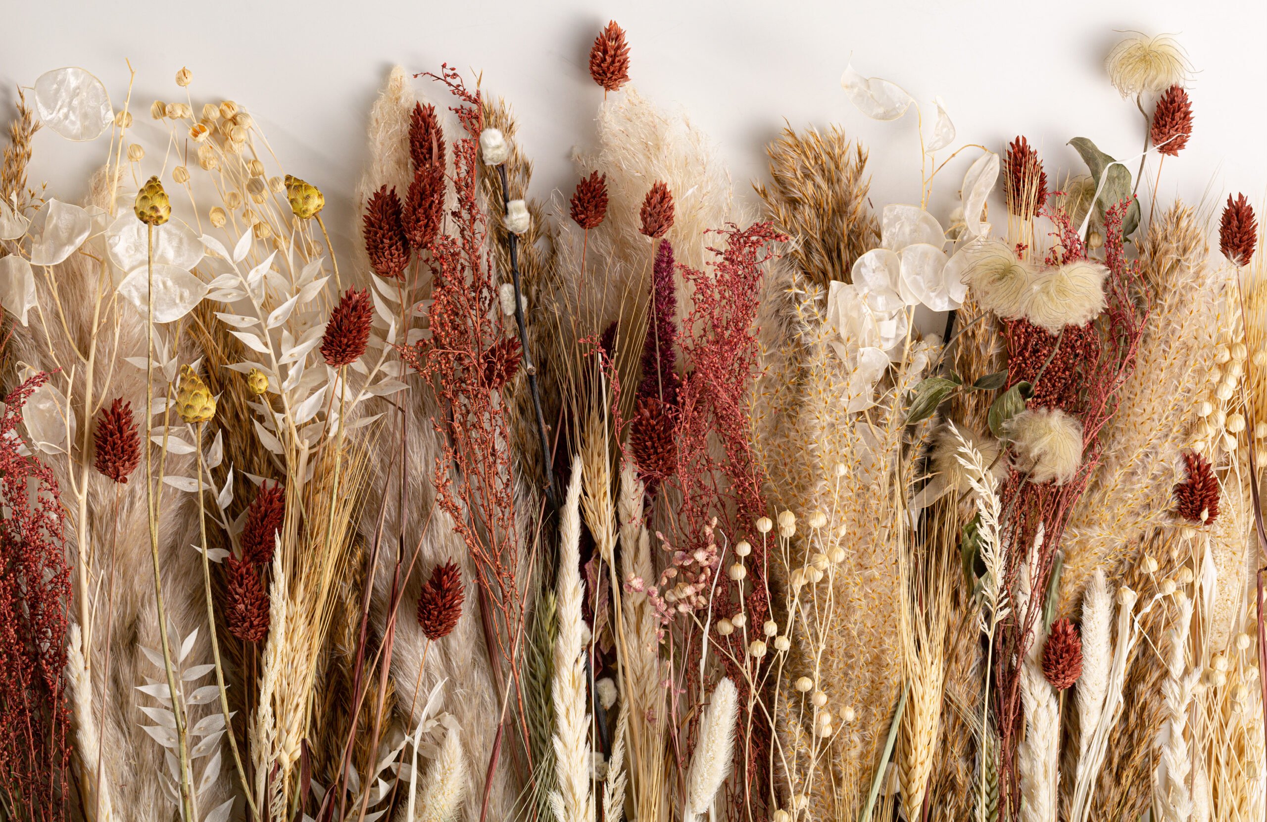 Dry Flowers Wallpapers Wallpaper Cave