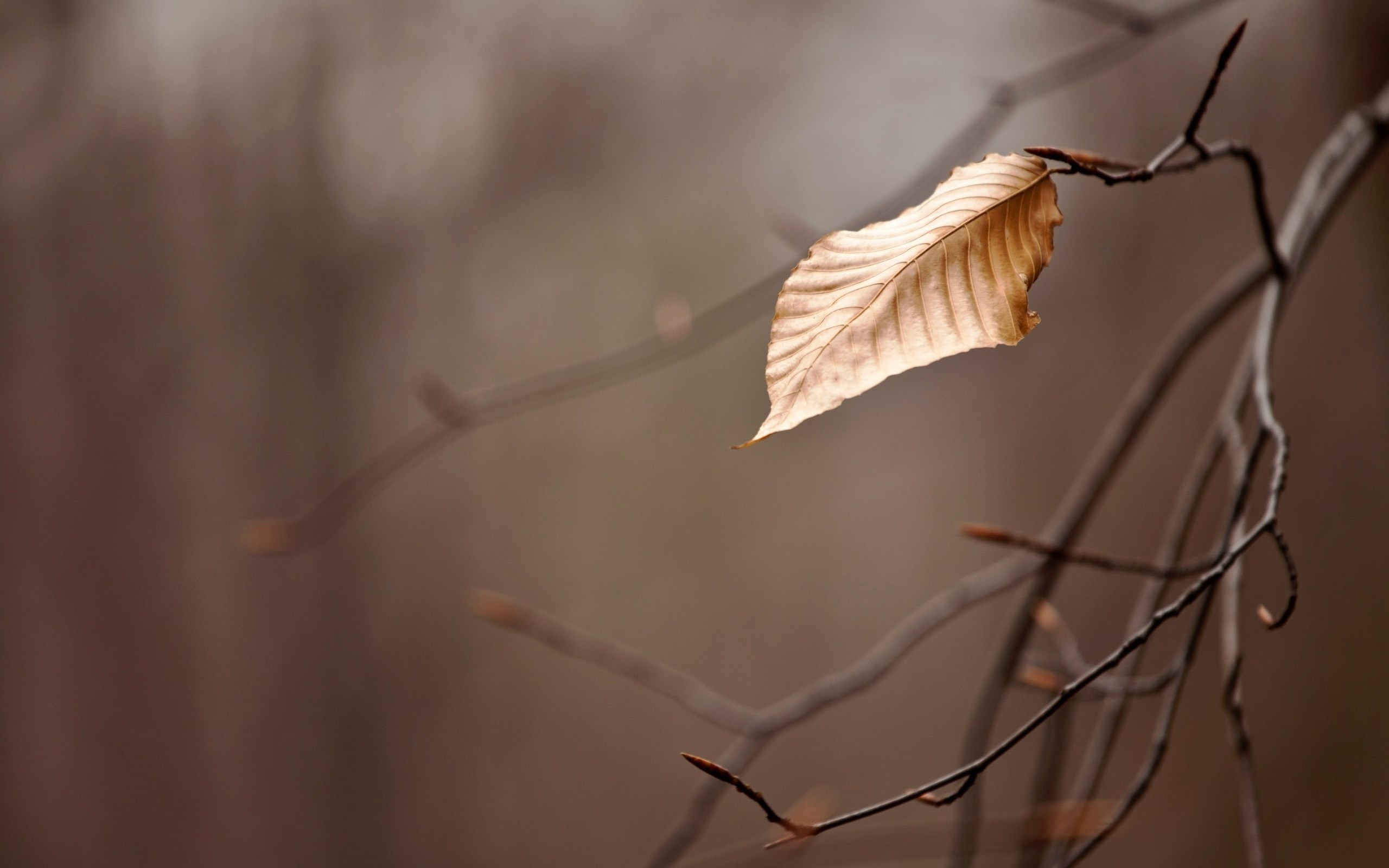 Dry Leaves Wallpapers Wallpaper Cave
