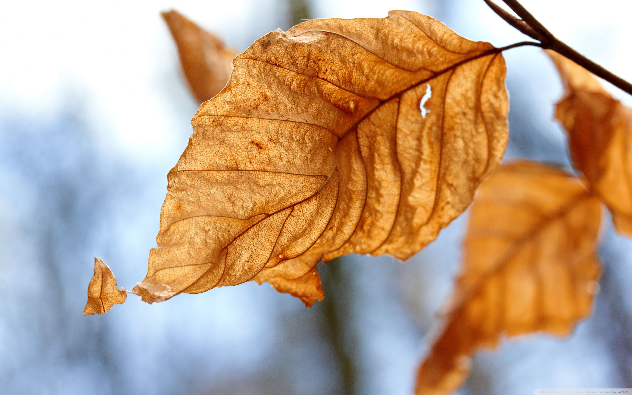 Dry Leaves Wallpapers Wallpaper Cave