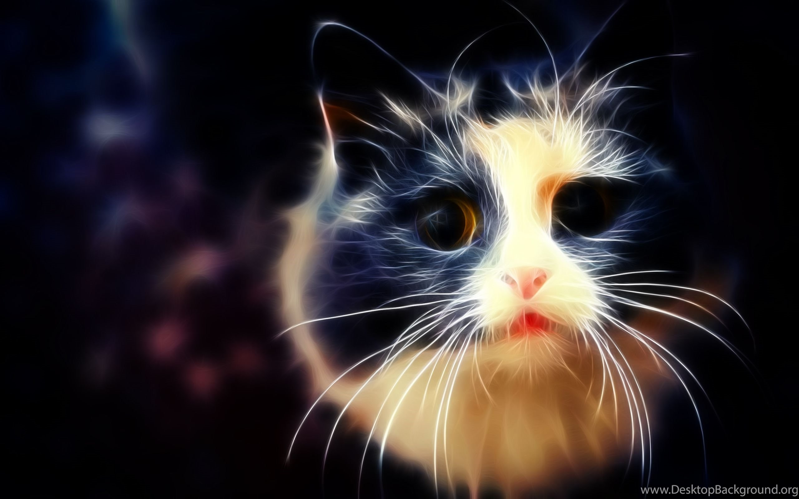 Ghost Cat Wallpapers Wallpaper Cave