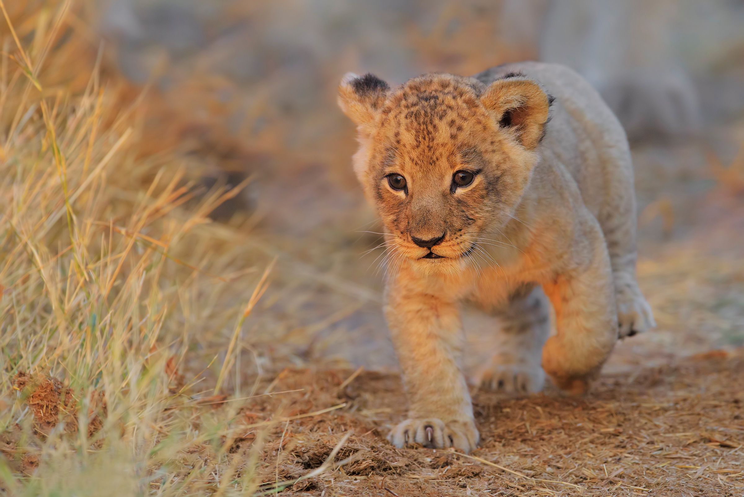 Adorable Baby Lions