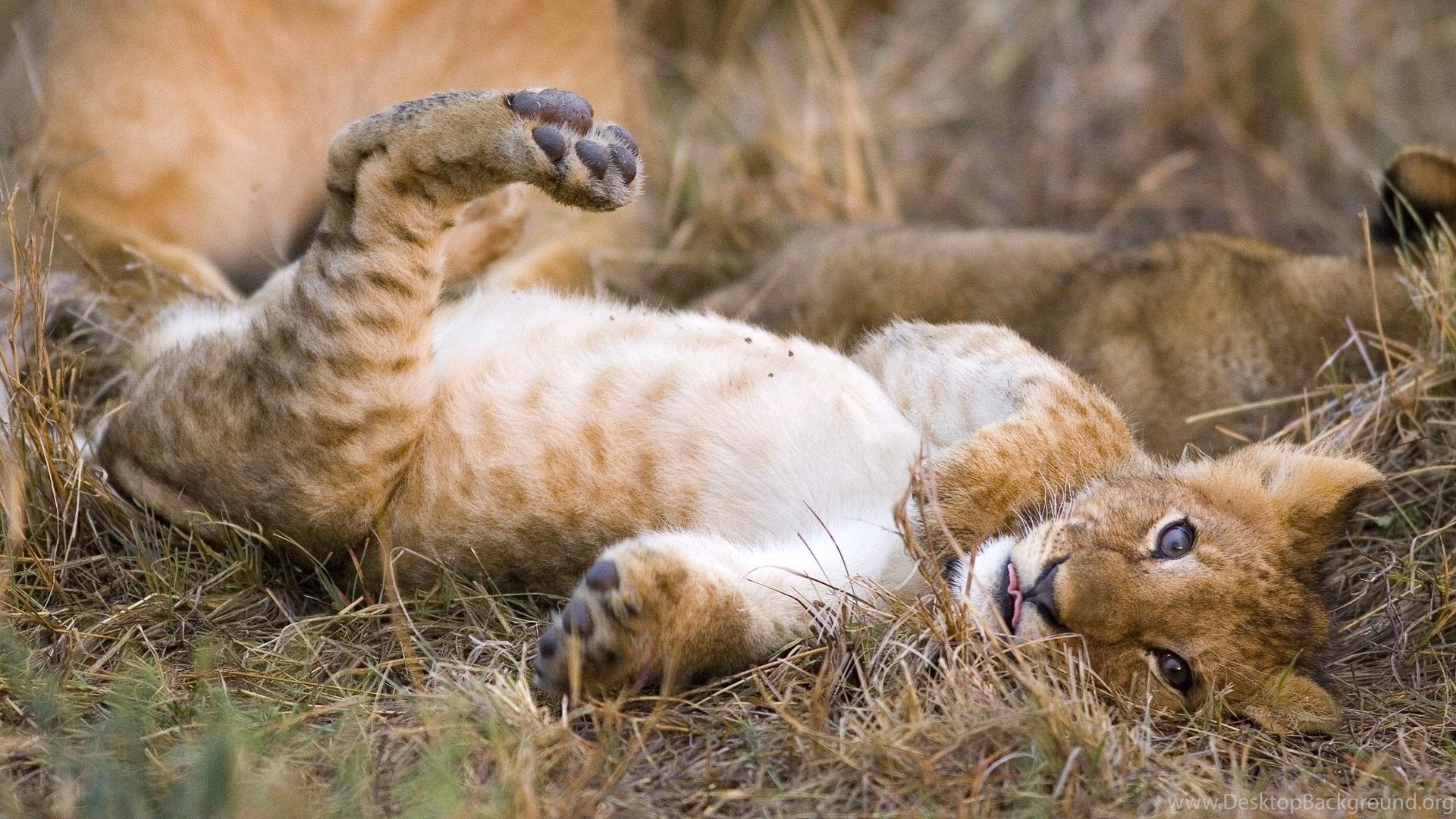 Cute Baby Lions Wallpapers Wallpaper Cave