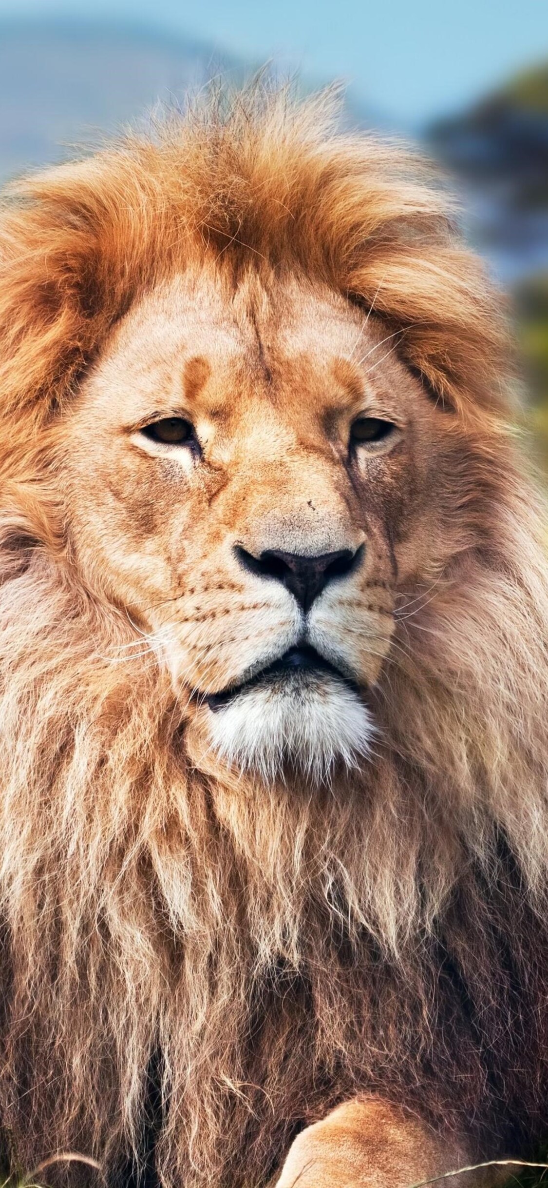 iPhone Lion 4k Wallpapers Wallpaper Cave