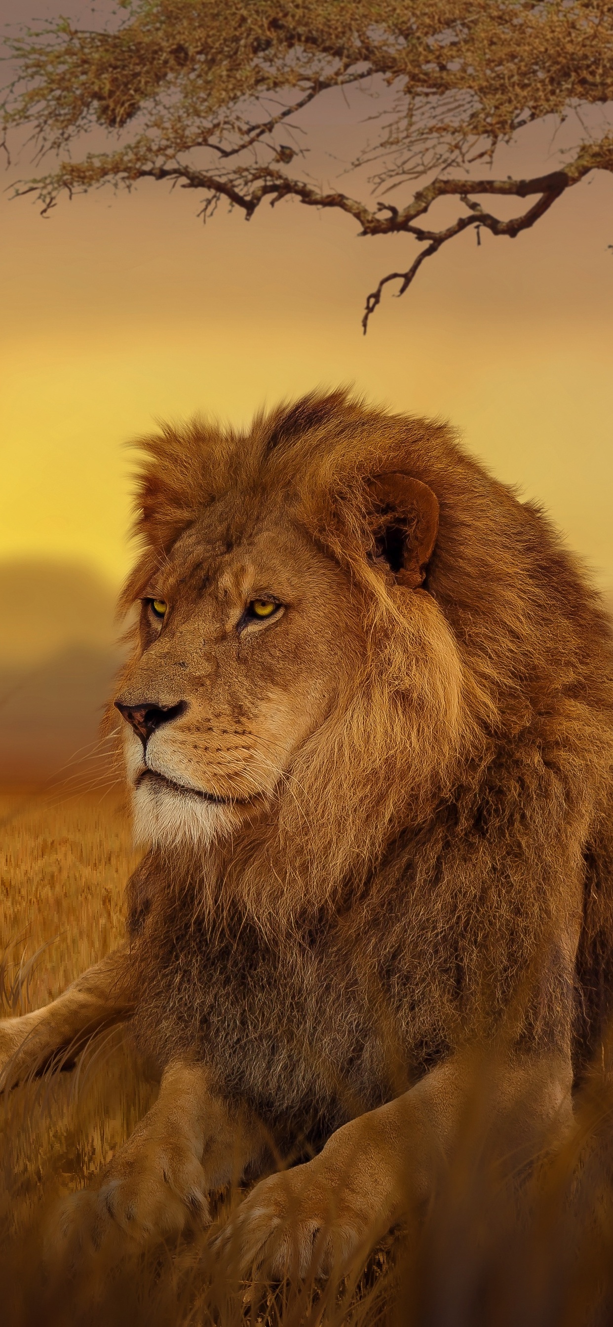 iPhone Lion 4k Wallpapers Wallpaper Cave