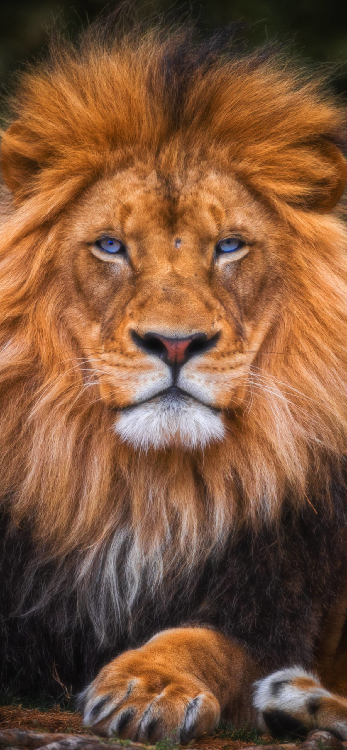 iPhone Lion 4k Wallpapers Wallpaper Cave