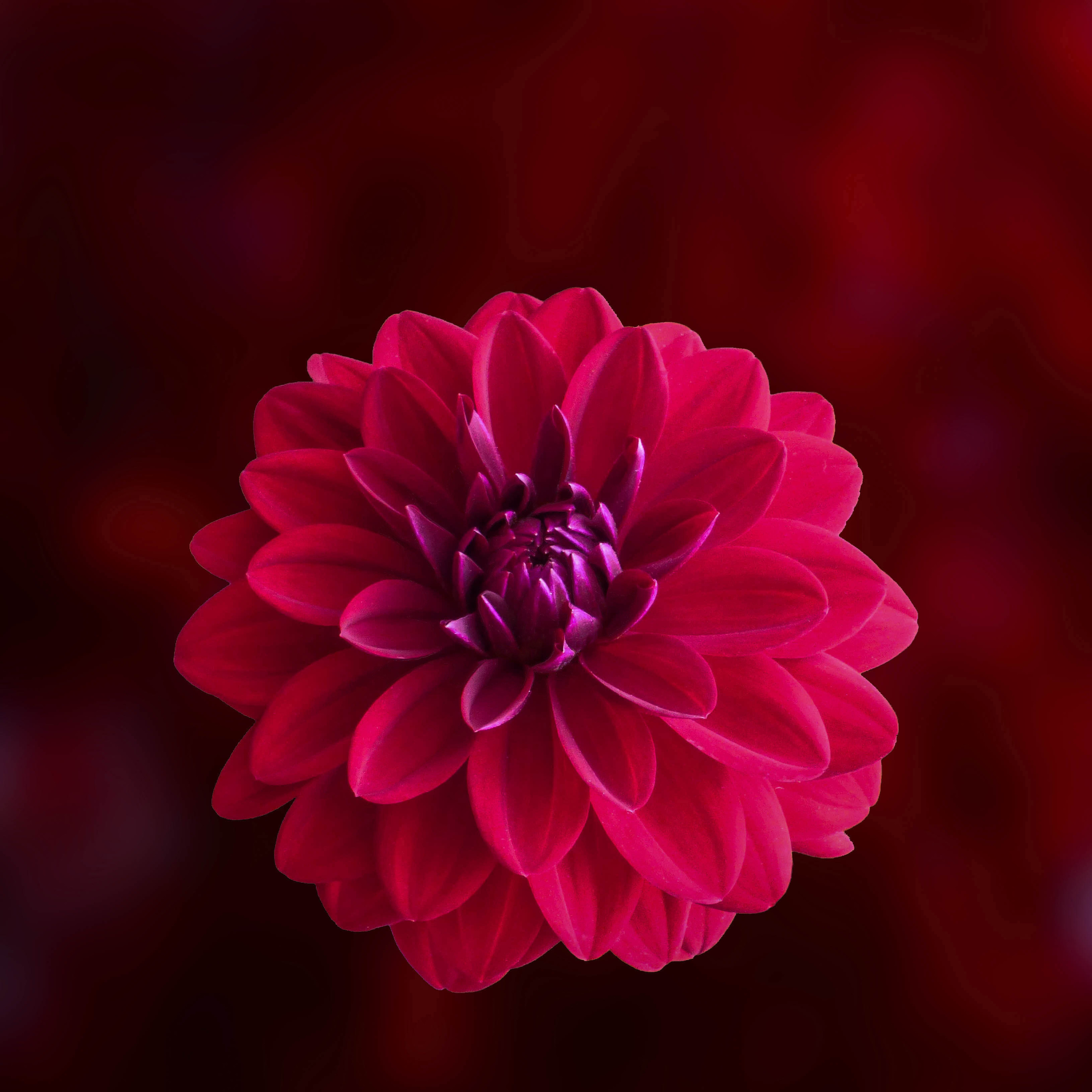 Pink Dahlias Wallpapers Wallpaper Cave