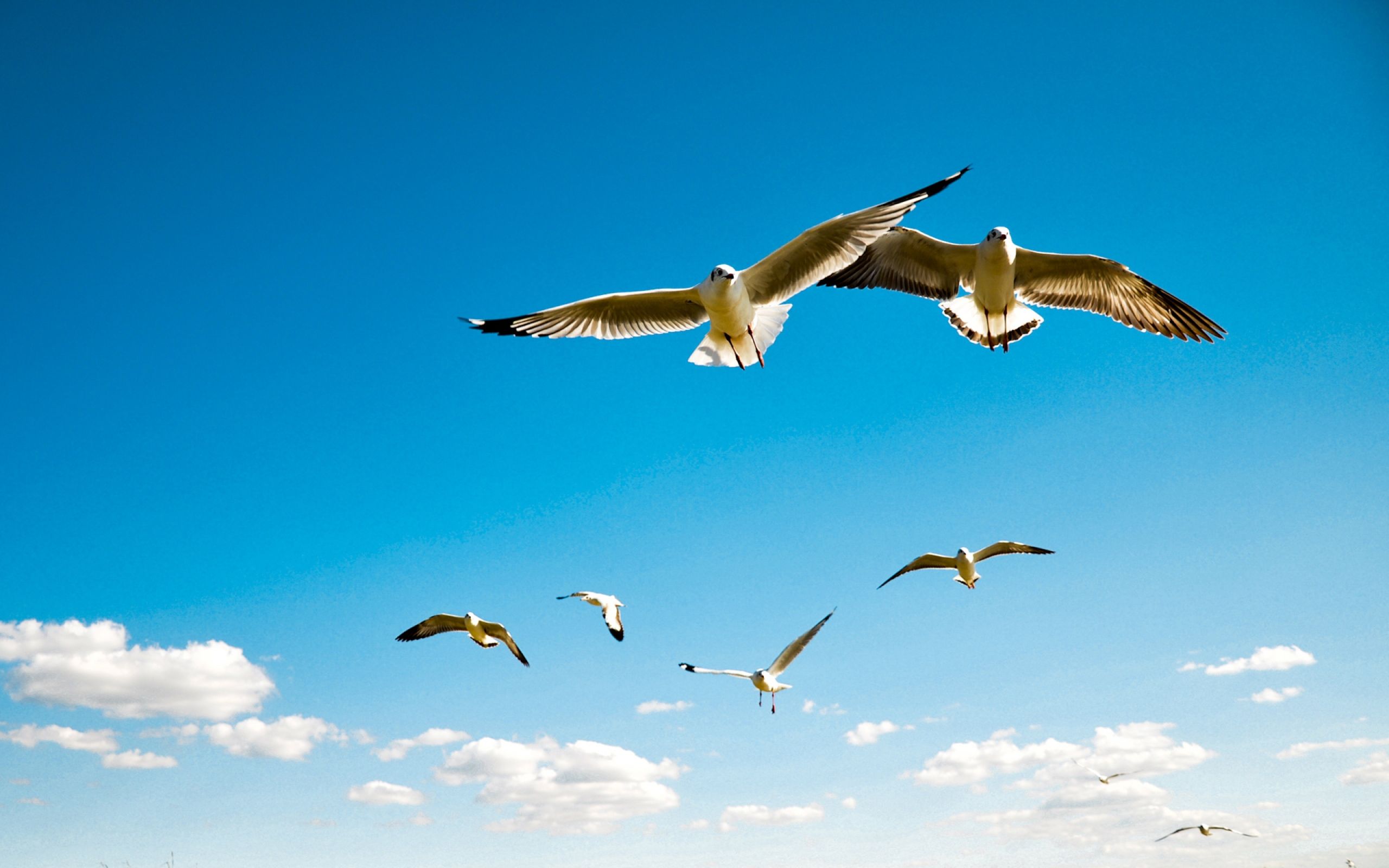 Birds In Sky Wallpapers Wallpaper Cave