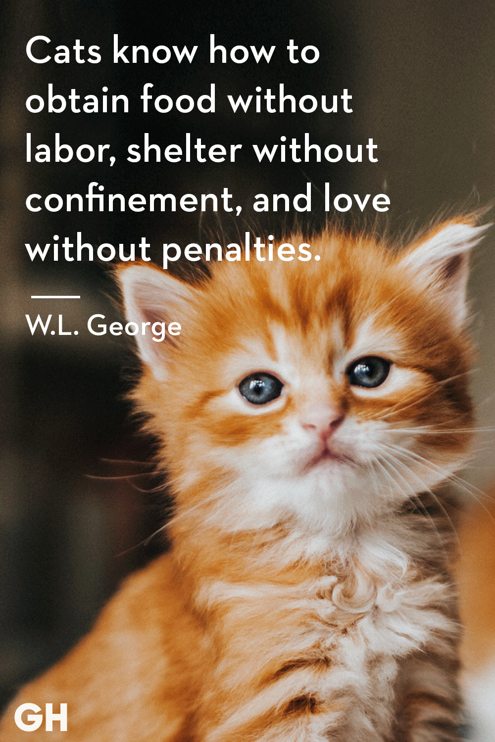 Cat Quotes Wallpapers Wallpaper Cave