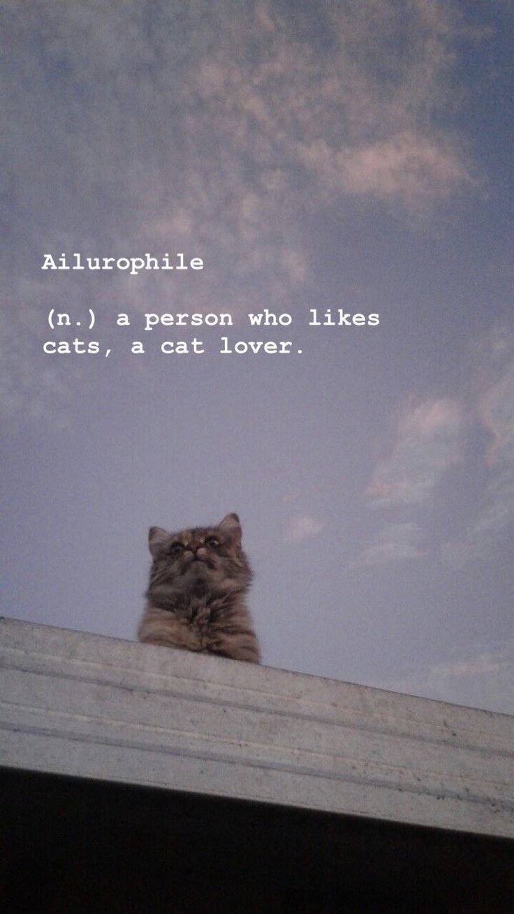 Cat Quotes Wallpapers Wallpaper Cave