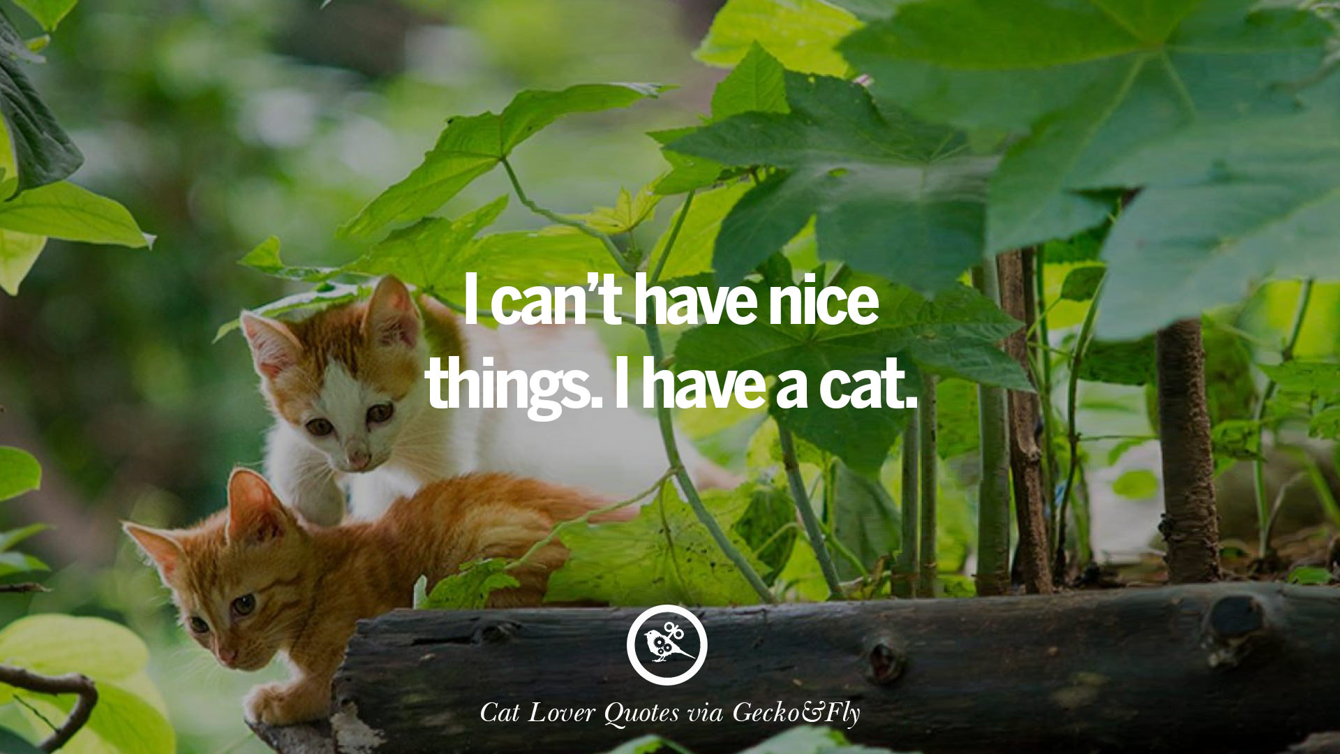 Cat Quotes Wallpapers Wallpaper Cave