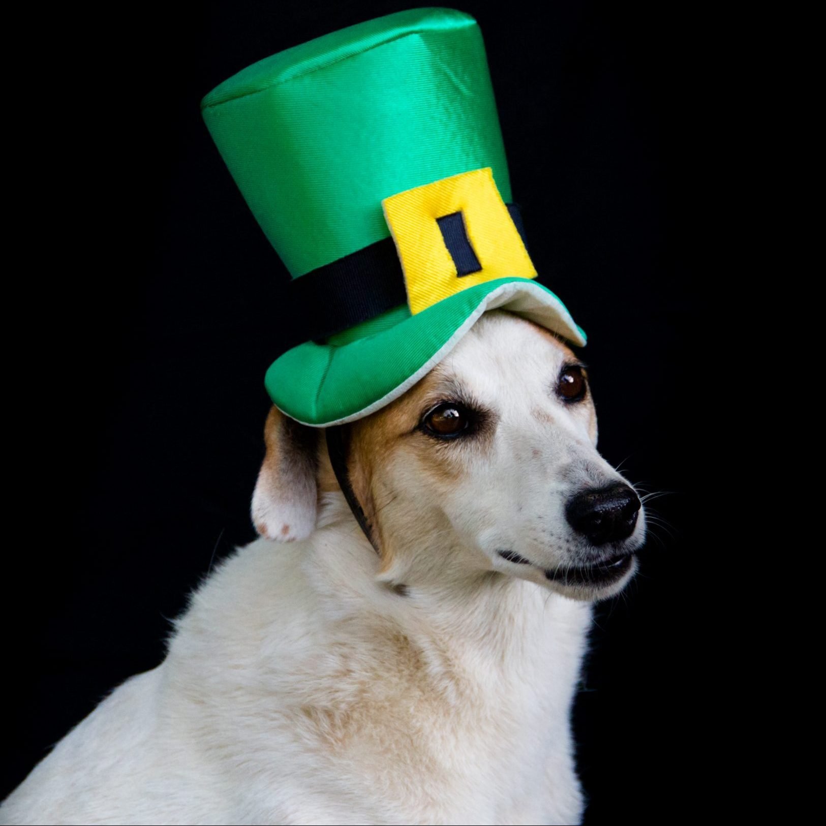 Animal St Patrick's Day Wallpapers Wallpaper Cave