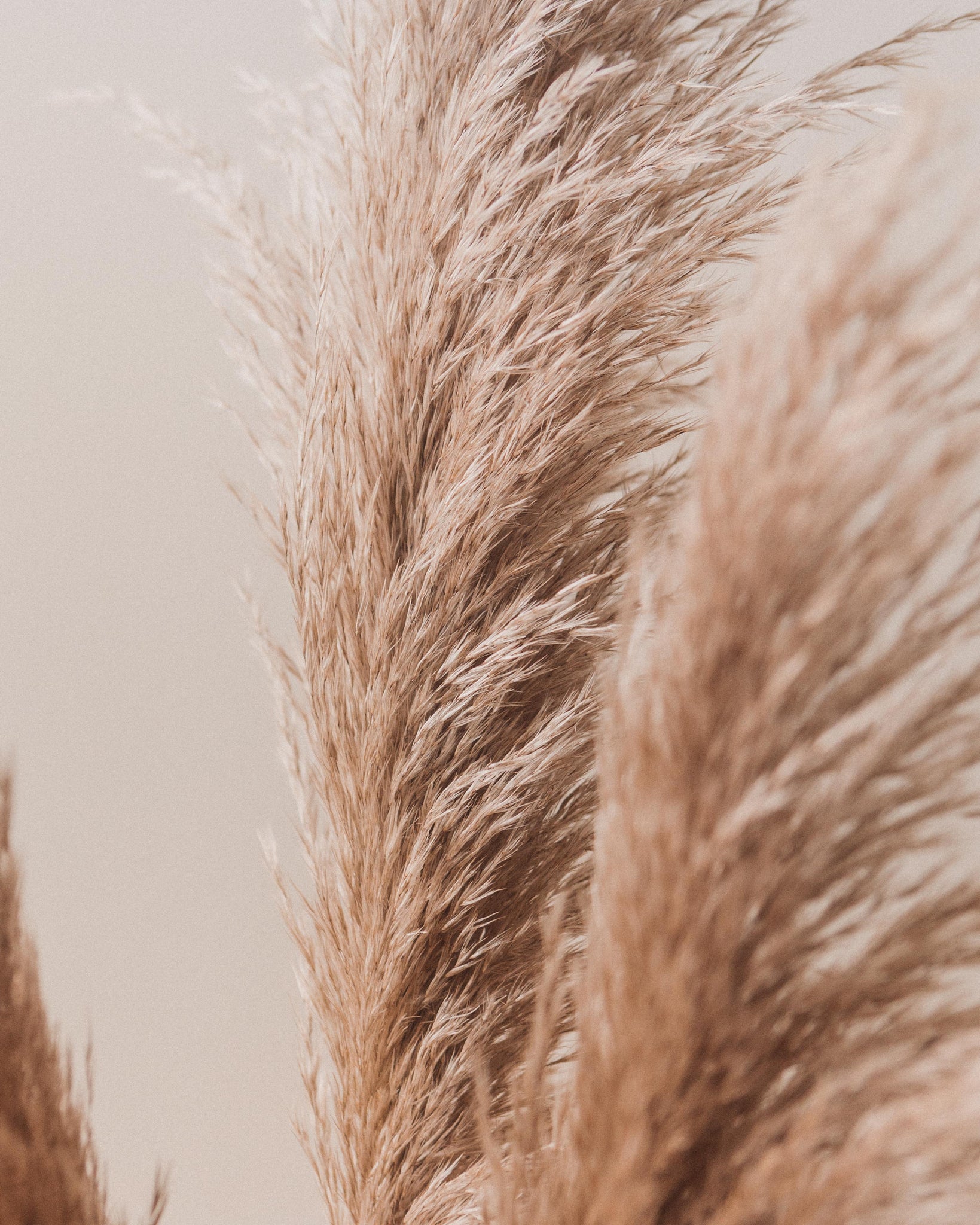 Pampas Grass Wallpapers Wallpaper Cave