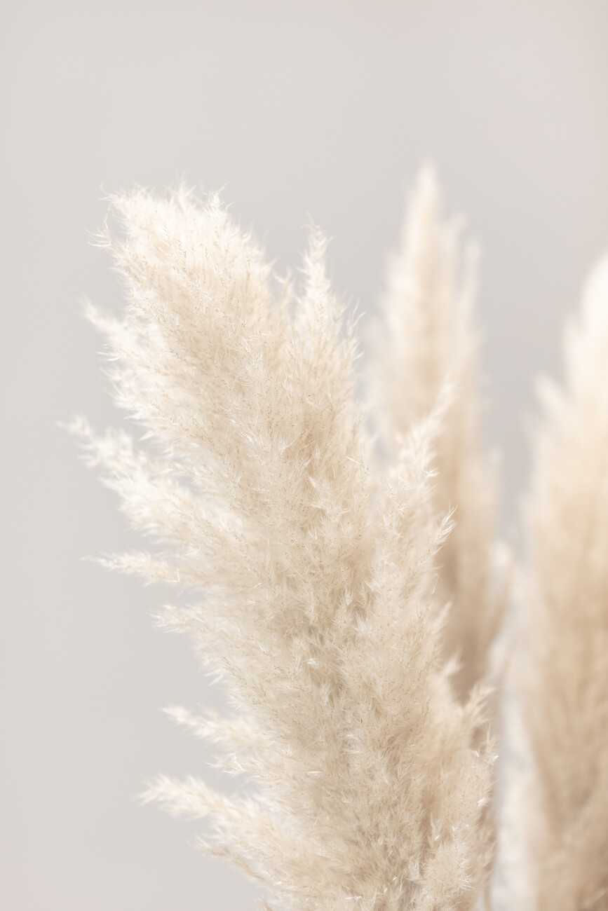 Pampas Grass Wallpapers Wallpaper Cave