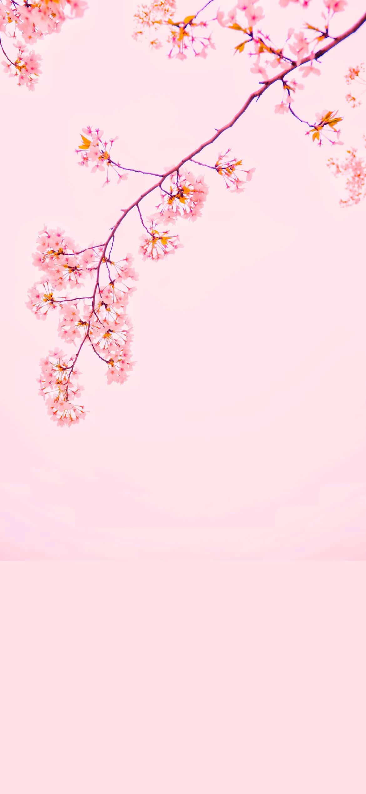 Sweet Pink Wallpapers Wallpaper Cave