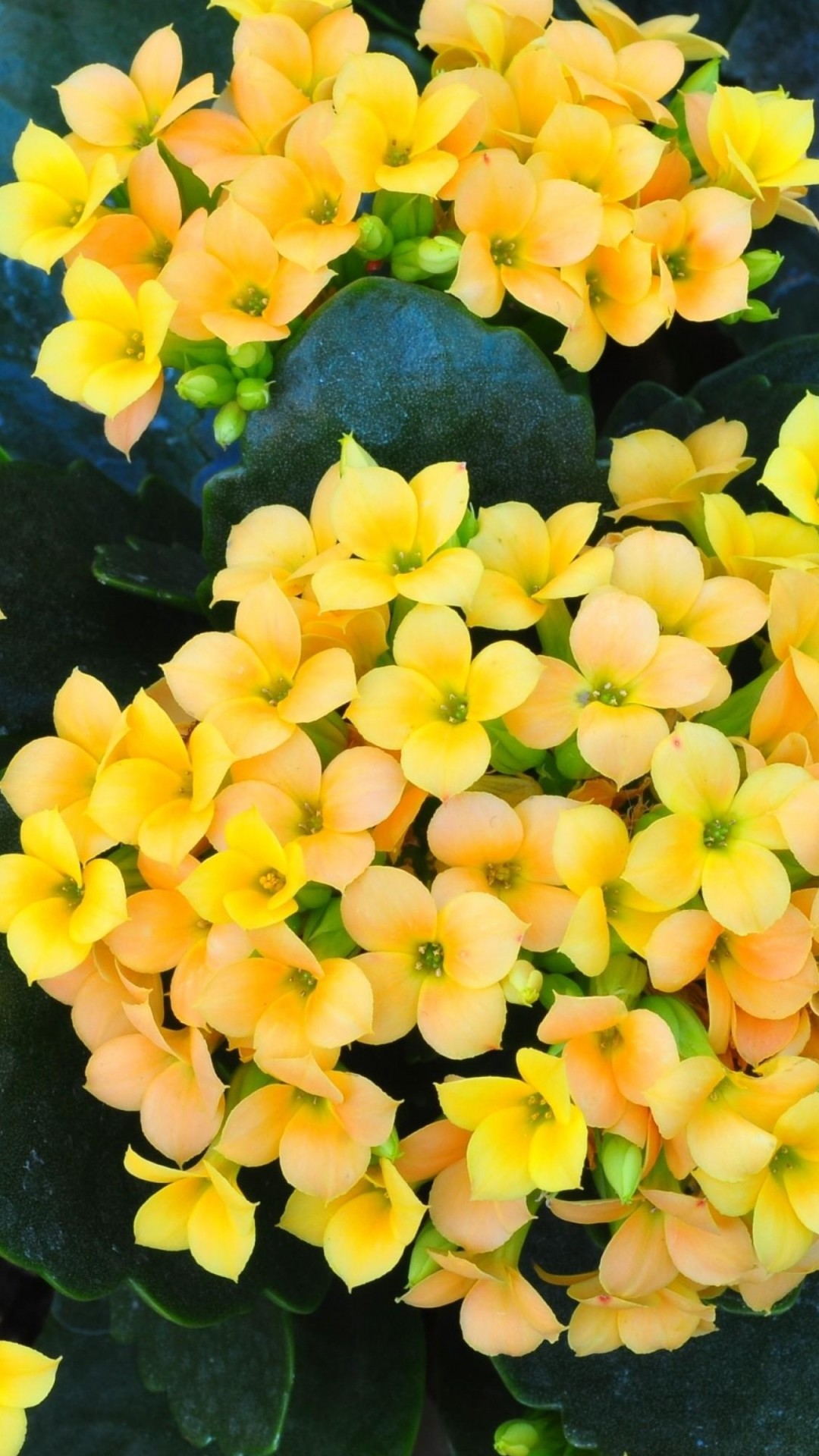Yellow Flowers iPhone Wallpapers Wallpaper Cave