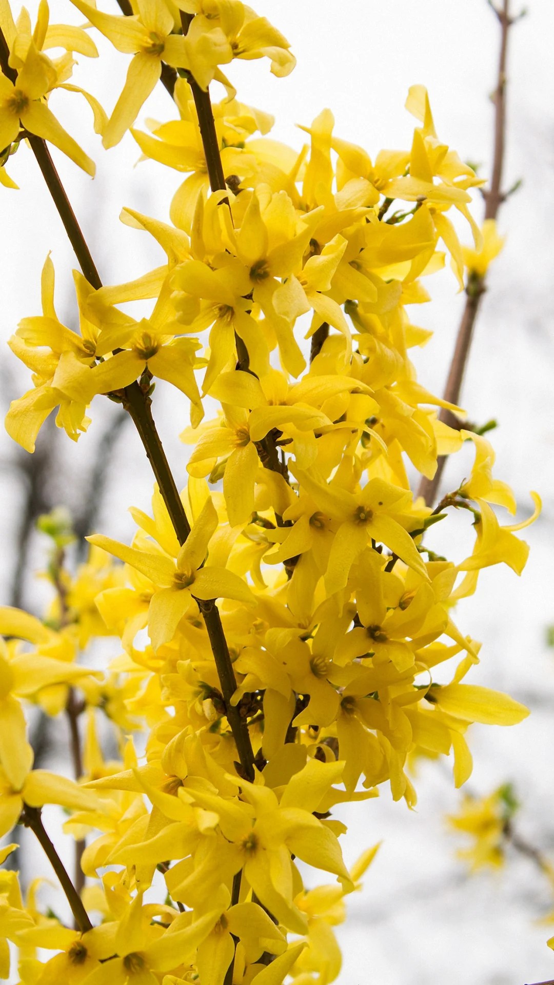 Yellow Flowers iPhone Wallpapers Wallpaper Cave