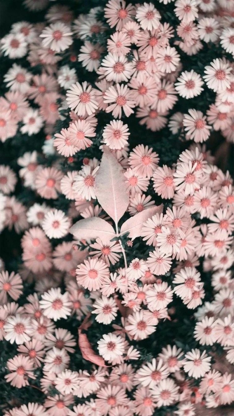 Pink Flower iPhone Wallpapers Wallpaper Cave