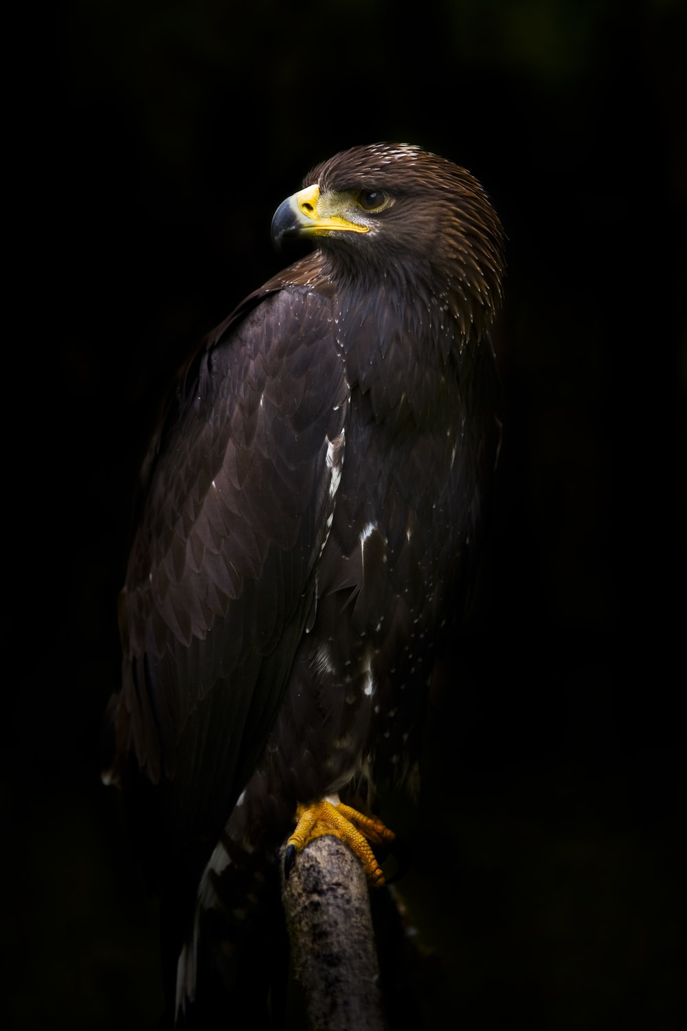 Eagle Black Phone Wallpapers Wallpaper Cave