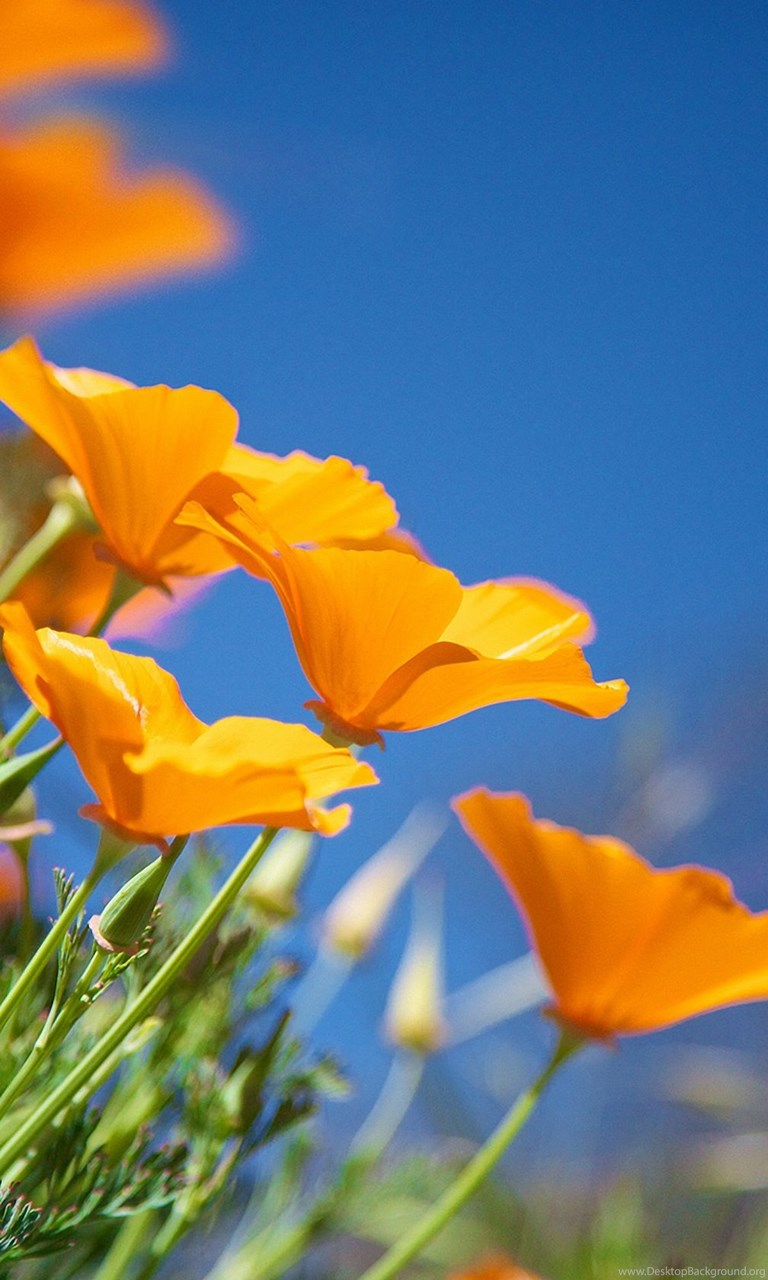 Android Home Screen Wallpapers Wallpaper Cave