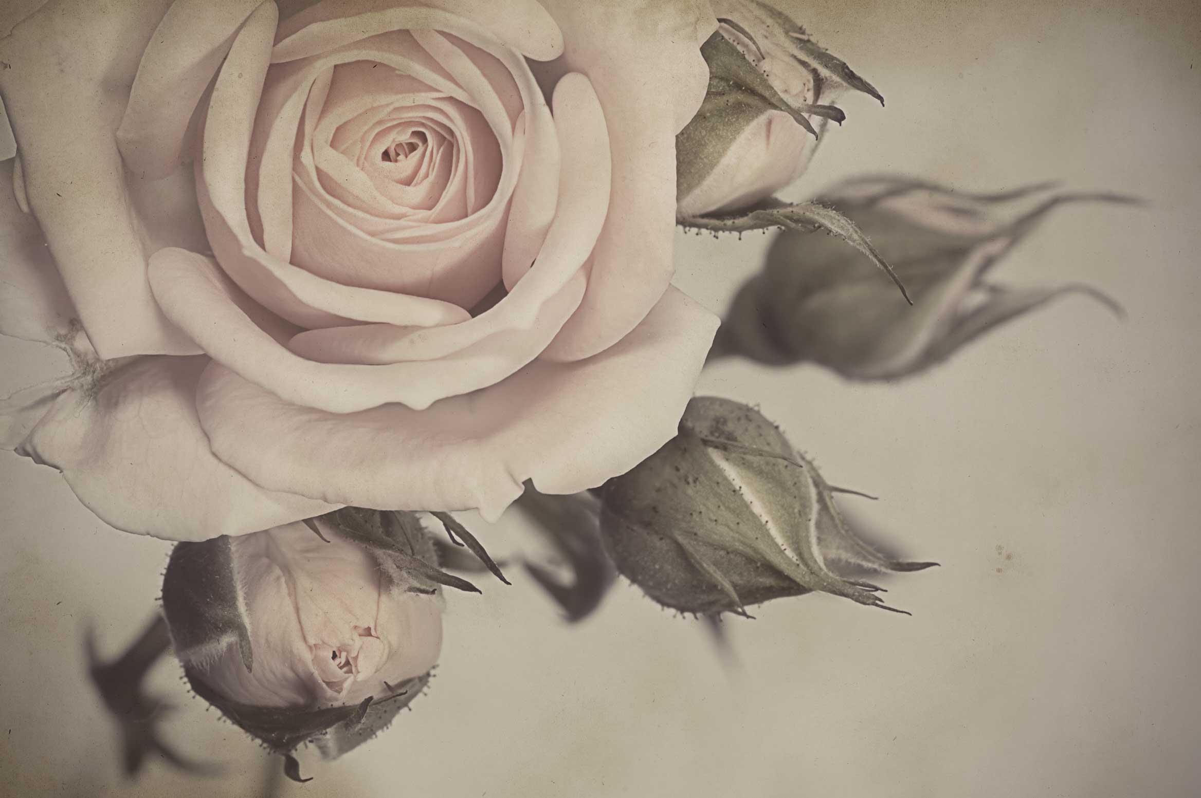 Old Rose Wallpapers Wallpaper Cave