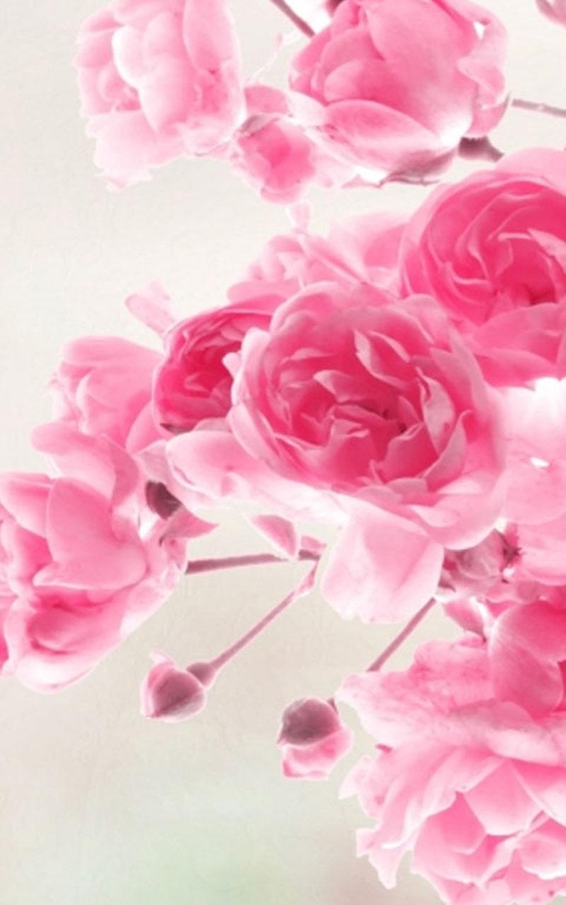 Old Rose Wallpapers Wallpaper Cave