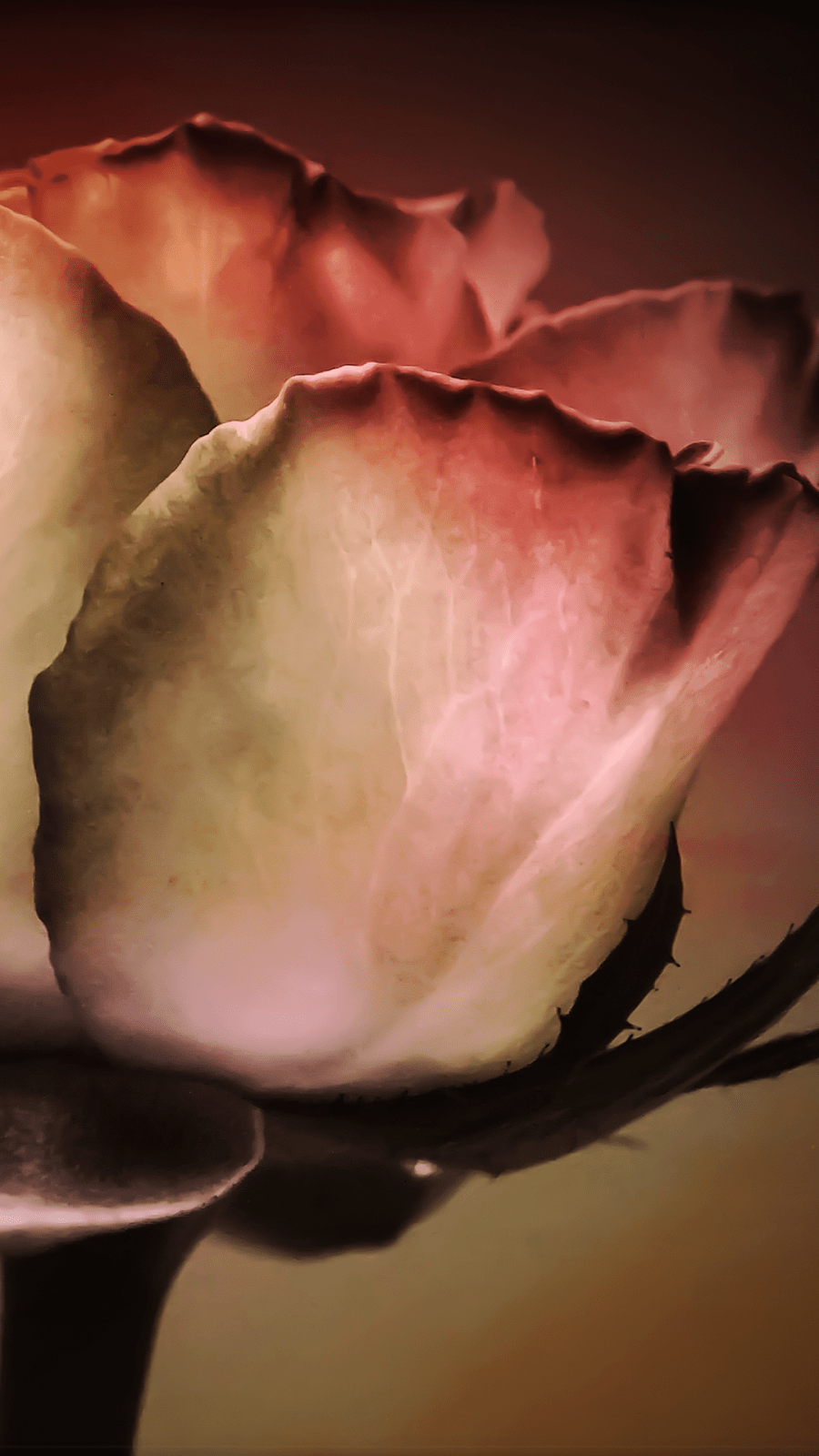 Old Rose Wallpapers Wallpaper Cave