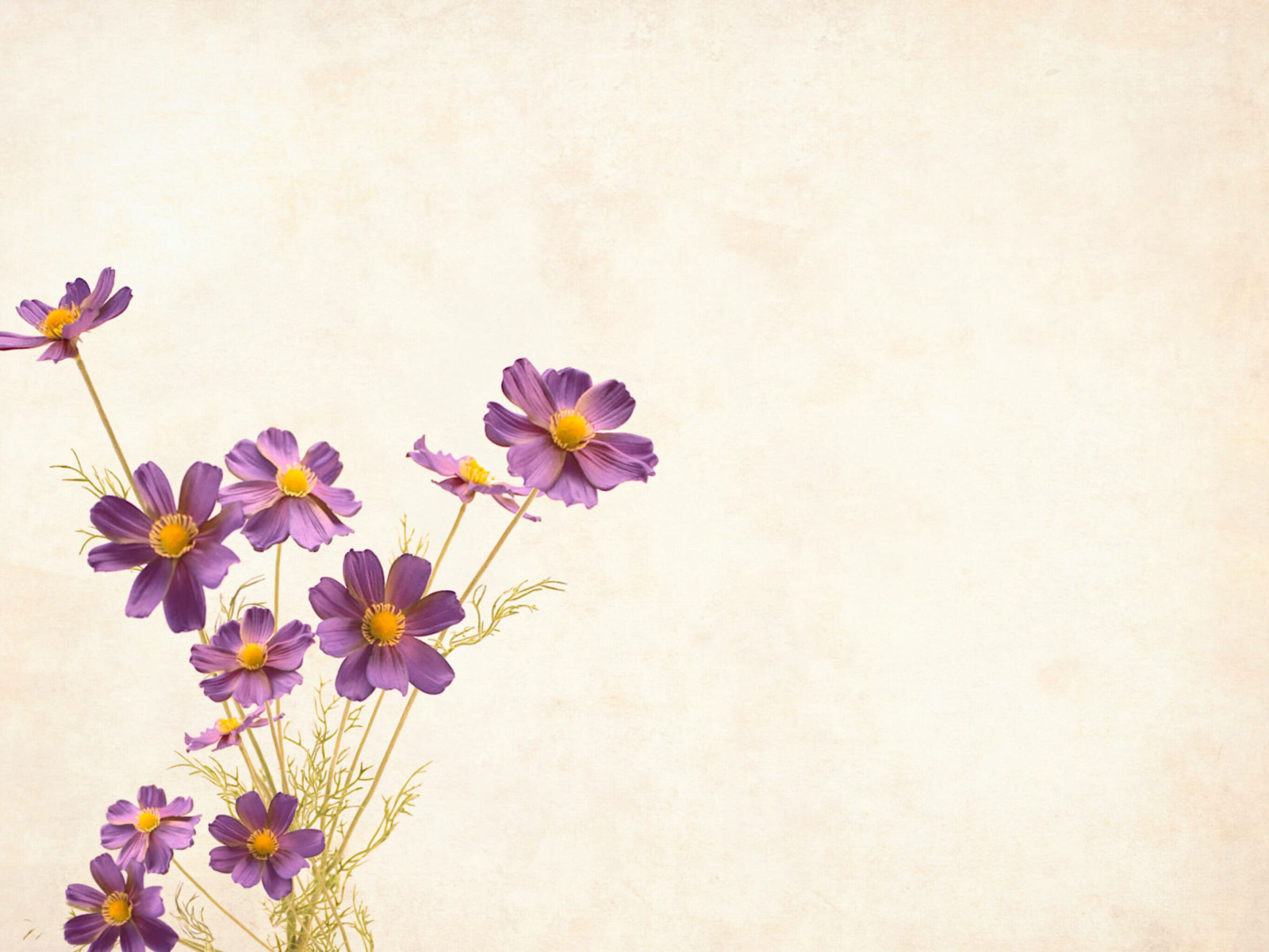 Aesthetic Flowers Border Wallpapers Wallpaper Cave