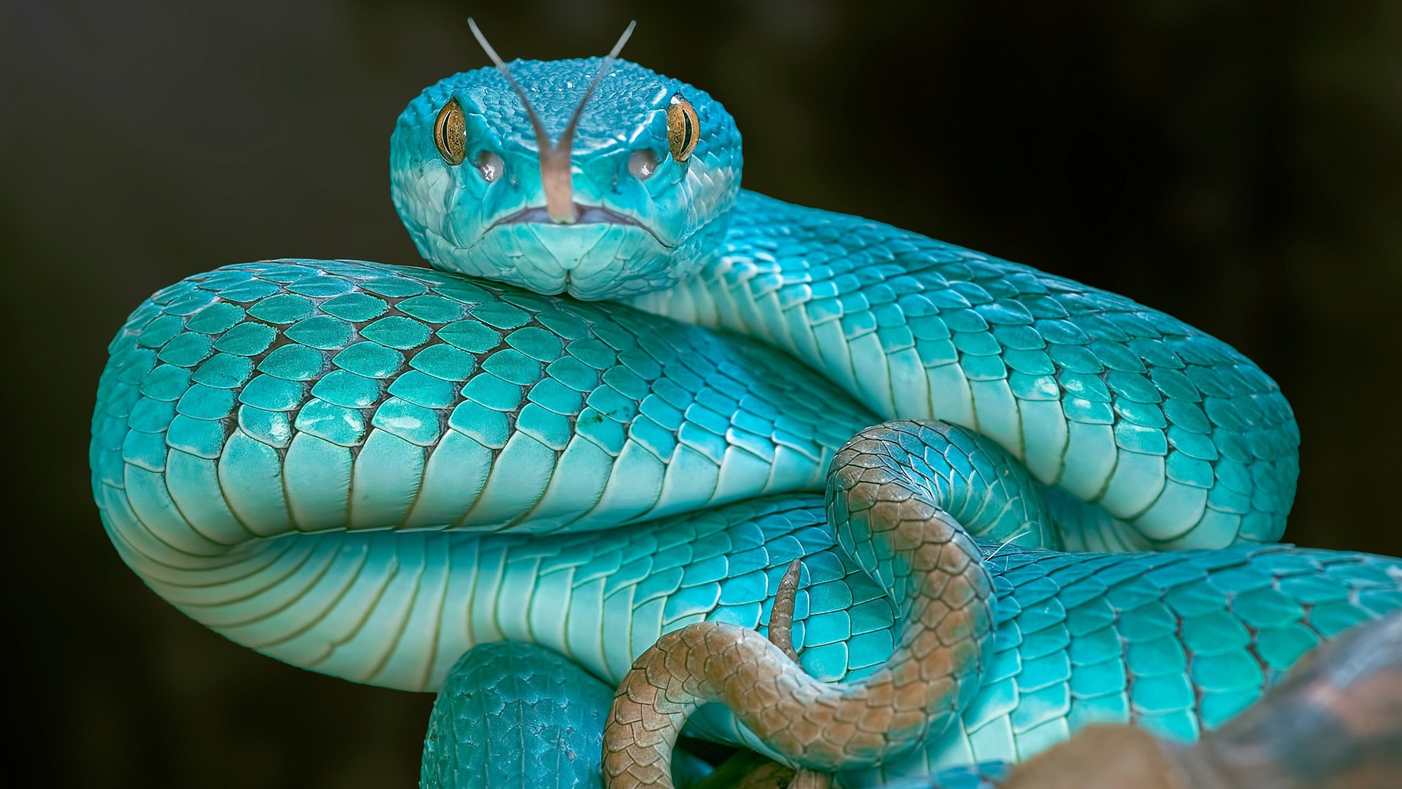 Colorful Snakes Wallpapers Wallpaper Cave