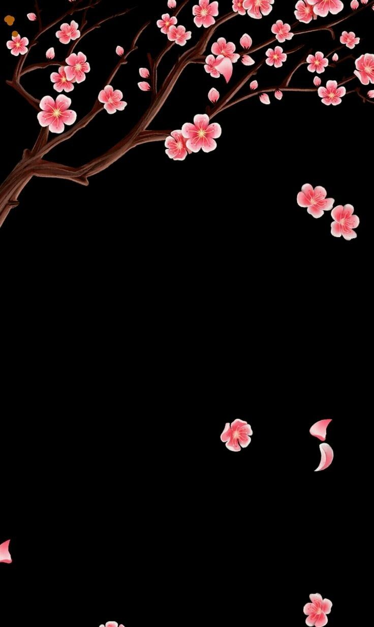 Black Sakura Wallpapers Wallpaper Cave