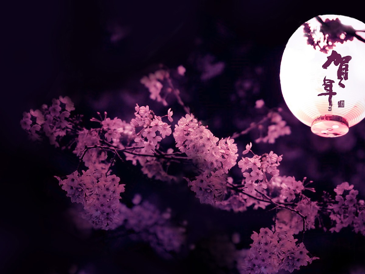 Black Sakura Wallpapers Wallpaper Cave