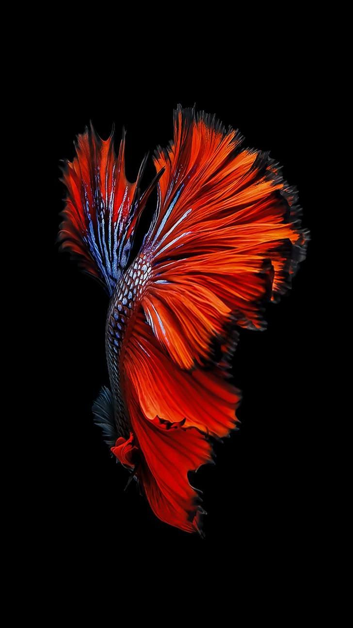 Fish iPhone HD Wallpapers Wallpaper Cave