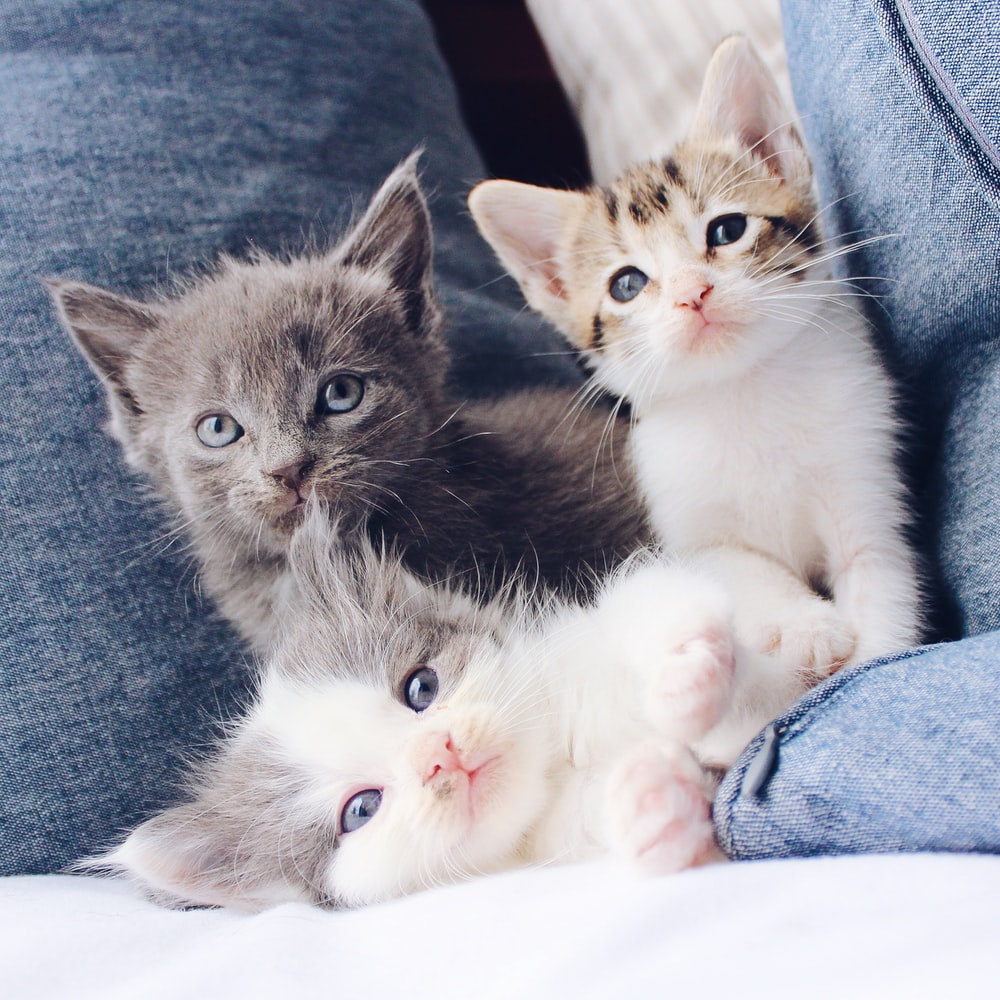 Cute Baby Grey Kittens Wallpapers Wallpaper Cave