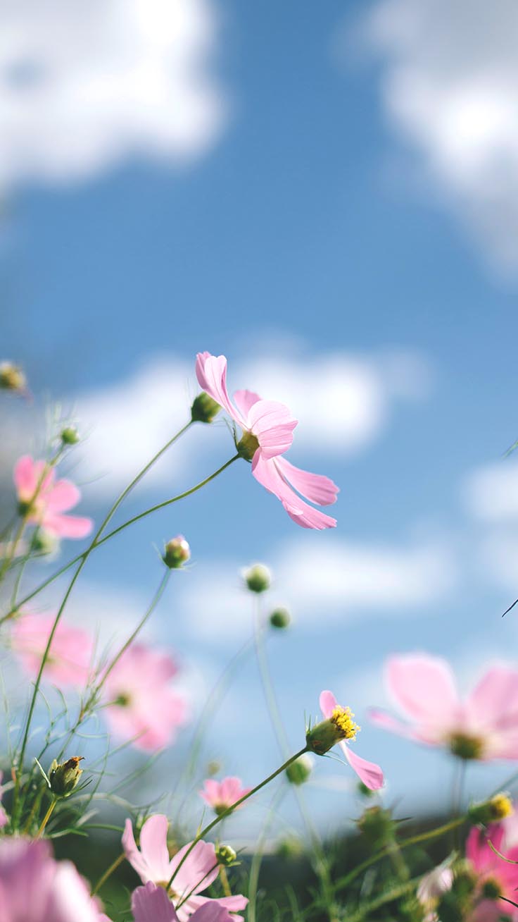 iPhone 13 Spring Time Wallpapers Wallpaper Cave