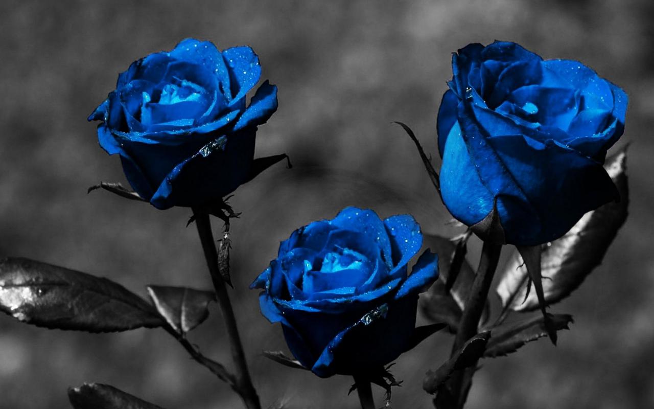 Blue Roses Wallpaper Desktop